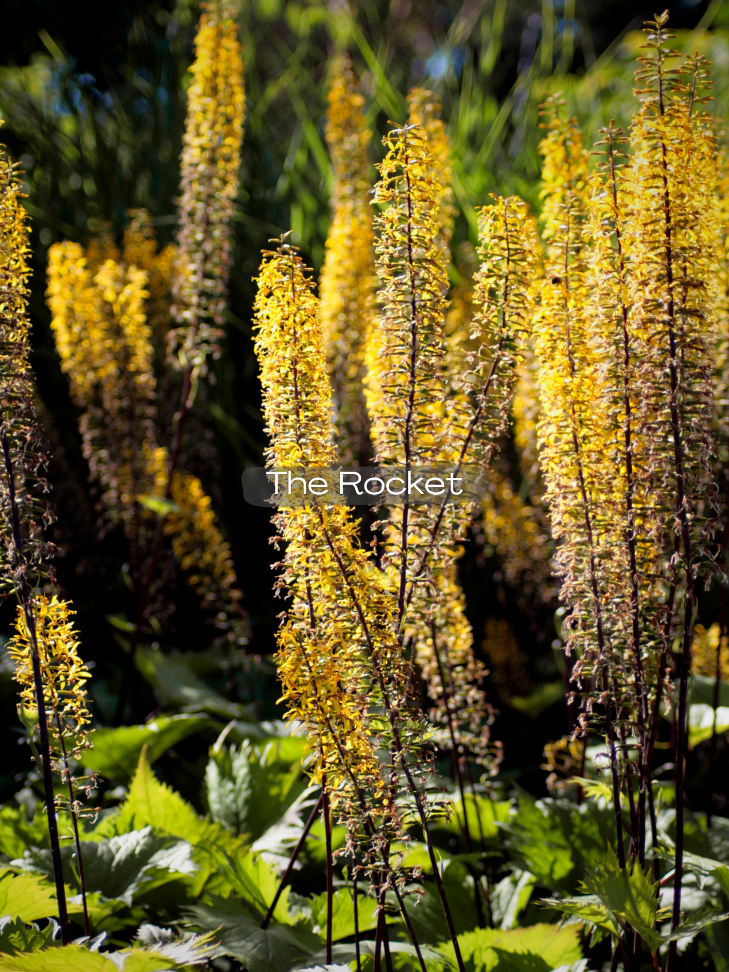 ★ leolily★ Leopard Plant — Corn Hill Nursery